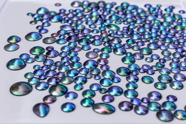Blistry Mabe Abalone z Nowej Zelandii