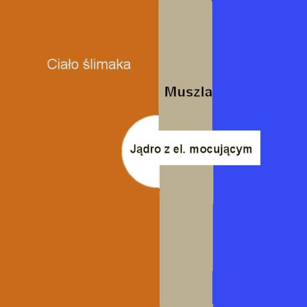 Ilustracja sposobu mocowania półjądra